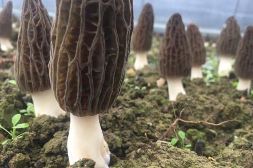 孕期可以吃羊肚菌嗎?孕期吃羊肚菌有哪些好處?