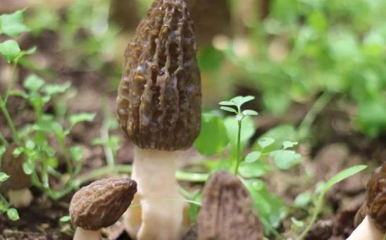 羊肚菌有毒嗎?吃羊肚菌有哪些好處?