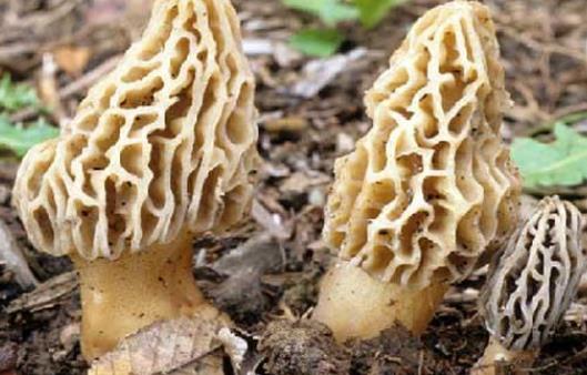 孕期可以吃羊肚菌嗎?孕期吃羊肚菌有哪些好處?