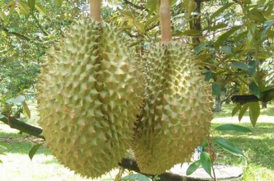 ?凍榴蓮一般解凍需要多久 凍榴蓮可以微波爐加熱嗎