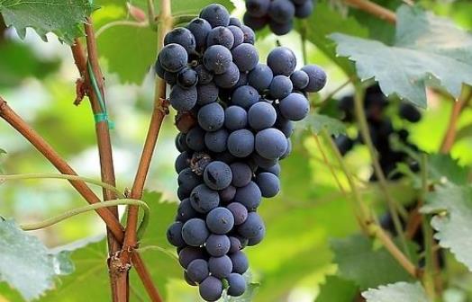 孕期吃葡萄會發胖嗎?吃葡萄有哪些好處?