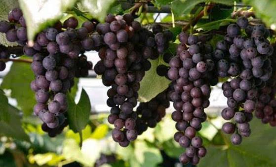 ?葡萄吃多了會上火嗎?孕期可以吃葡萄嗎?