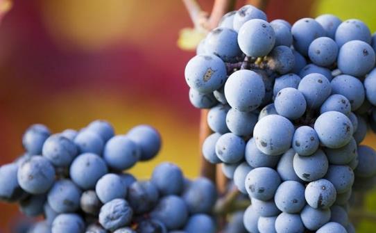 ?糖尿病患者可以吃葡萄嗎?葡萄吃多了會怎么樣?