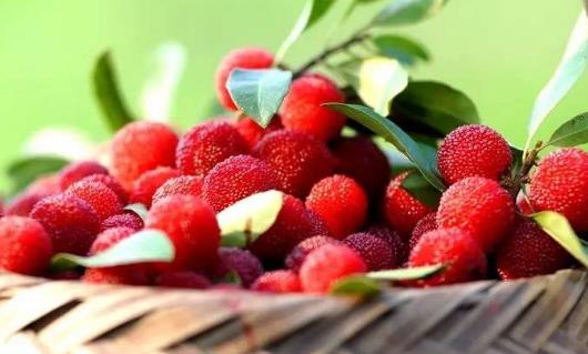 ?坐月子的時候可以吃楊梅嗎?吃楊梅酒為什么會拉肚子?