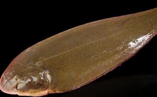 孕婦可以吃龍利魚嗎?龍利魚屬于海鮮嗎?