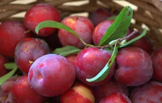 經(jīng)期可以吃李子嗎?李子可以泡酒嗎?