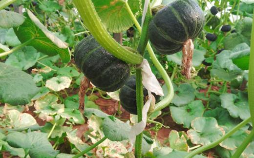 南瓜沒熟透可以吃嗎 蒸南瓜可以天天吃嗎