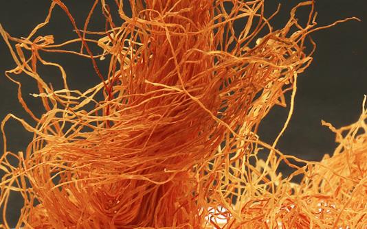 玉米須煮水能去濕氣嗎 什么人不能喝玉米須煮水