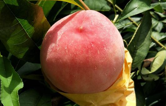 桃子不甜用什么方法能使桃子甜 桃子吃多了肚子疼怎么辦