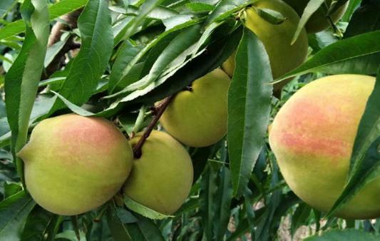 煮熟的桃子有營(yíng)養(yǎng)嗎 桃子能空腹食用嗎