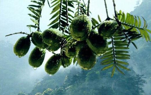 血脂高的人可以吃香榧嗎?哪些人不宜吃香榧?