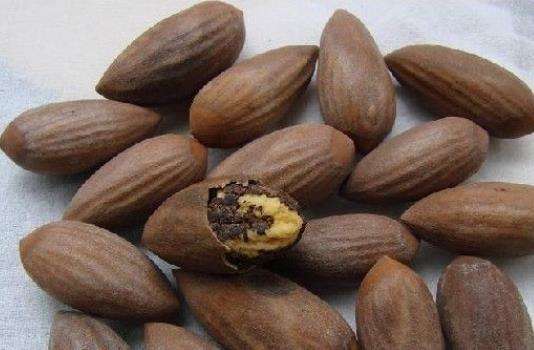 血脂高的人可以吃香榧嗎?哪些人不宜吃香榧?