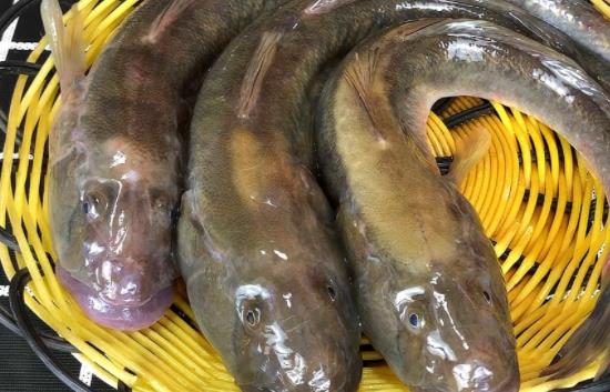 鯰魚的哪些部位不能吃?哪些人不宜吃鯰魚?