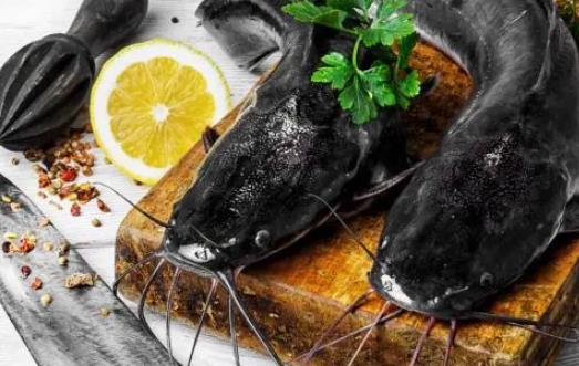 鯰魚的哪些部位不能吃?哪些人不宜吃鯰魚?