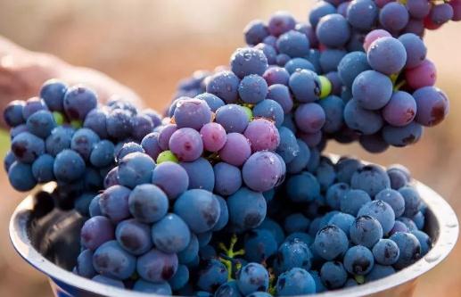 葡萄吃了大便會黑嗎 葡萄一次吃多少比較好