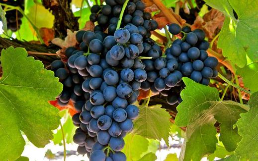 ?葡萄吃了大便會黑嗎 葡萄一次吃多少比較好