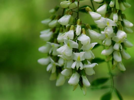 吃洋槐花的時候它的柄和花蕾要摘掉嗎?槐花發酸還能吃嗎
