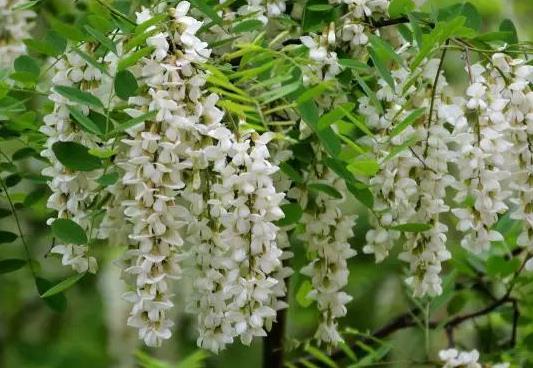 吃洋槐花的時候它的柄和花蕾要摘掉嗎?槐花發酸還能吃嗎