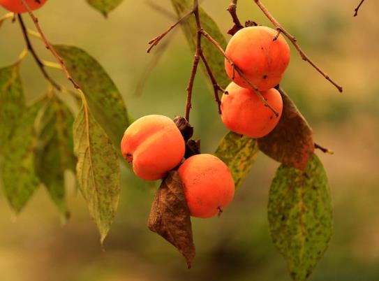 空腹能不能吃柿子?酸奶柿子要隔多久才能吃?