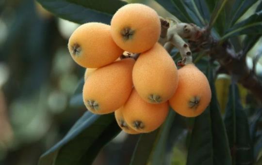 枇杷的儲存保鮮方法是什么?枇杷的含糖量高嗎?