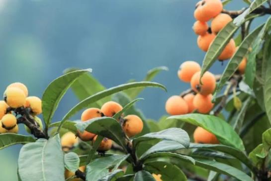 枇杷的儲存保鮮方法是什么?枇杷的含糖量高嗎?