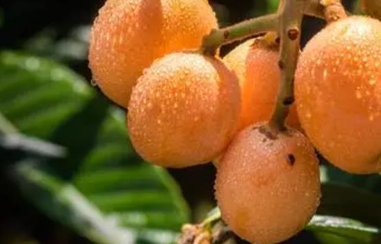 新鮮枇杷可以多吃嗎?吃枇杷的注意事項(xiàng)有哪些?