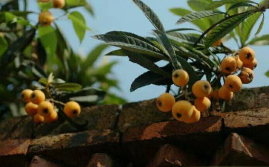 枇杷的儲存保鮮方法是什么?枇杷的含糖量高嗎?