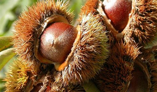 ?微波爐熱板栗會爆炸嗎 高壓鍋煮板栗要放多少水