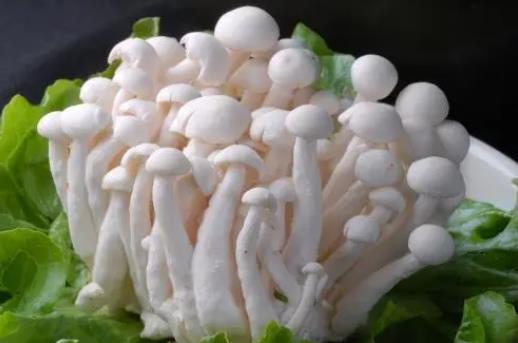 海鮮菇和白玉菇有哪些區別?孕婦可以吃白玉菇嗎?
