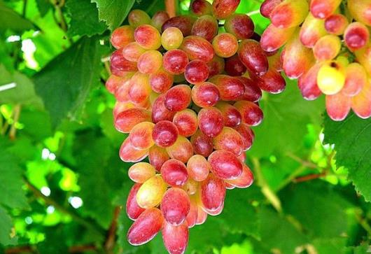 提子掉色還能不能吃?常溫下提子怎么保存才新鮮?