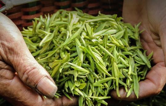 ?都勻毛尖綠茶大家聽說過嗎 都勻毛尖是綠茶是不是