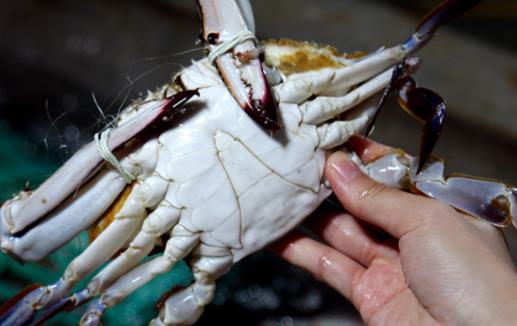 螃蟹生凍好還是煮好凍 螃蟹怎么蒸才不會漏黃