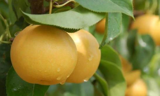 秋月梨吃了會胖嗎 秋月梨有點軟能吃嗎