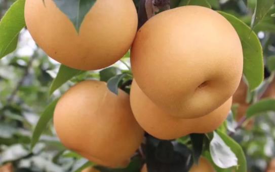 秋月梨吃了會胖嗎 秋月梨有點軟能吃嗎