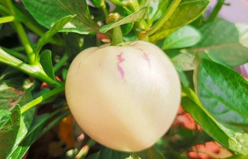 人參果能和桃子一起吃嗎 人參果與梨能一起吃嗎