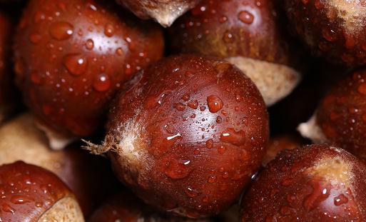 炒板栗需要開口嗎 炒好的板栗可以放多久