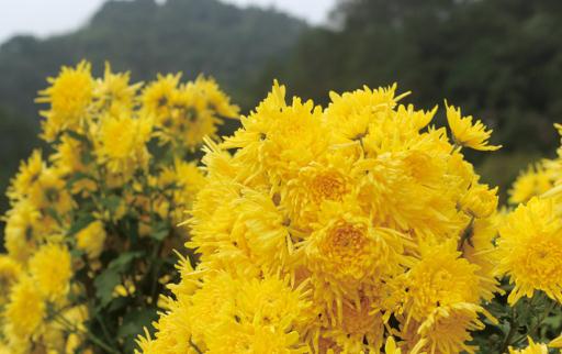 女人經常喝菊花茶好嗎 什么人不適合喝菊花茶