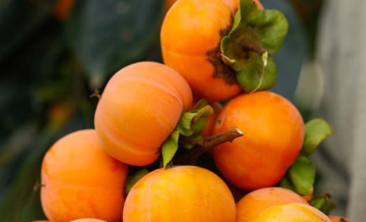 脆柿子麻嘴能吃嗎 脆柿子買回來可以直接吃嗎