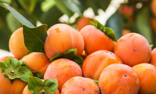 脆柿子麻嘴能吃嗎 脆柿子買回來可以直接吃嗎