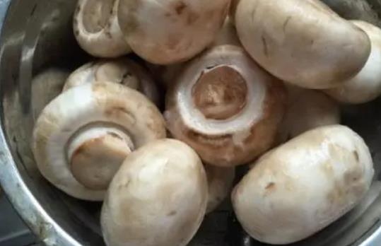 產(chǎn)婦可以吃口蘑嗎?口蘑有哪些功效?