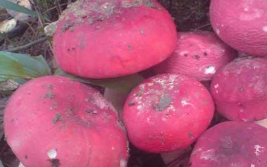 產婦可以吃紅菇嗎?紅菇不宜和什么一起吃?