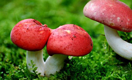 產婦可以吃紅菇嗎?紅菇不宜和什么一起吃?