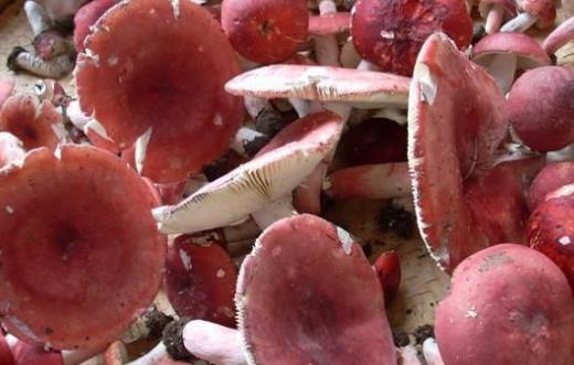 寶寶可以吃紅菇嗎?紅菇有哪些營養價值?