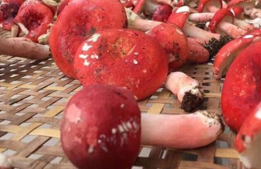 紅菇屬于發物嗎?吃紅菇有哪些好處?