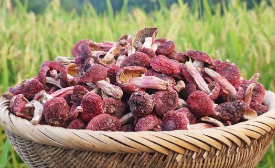 紅菇屬于發物嗎?吃紅菇有哪些好處?