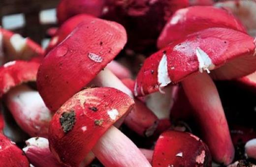 產婦可以吃紅菇嗎?紅菇不宜和什么一起吃?