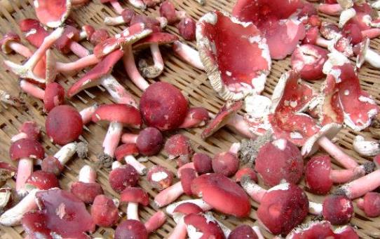 寶寶可以吃紅菇嗎?紅菇有哪些營養價值?