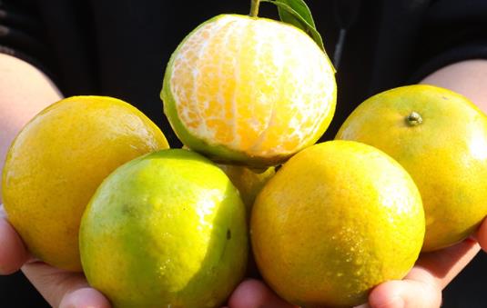 皇帝柑上火還是降火 皇帝柑大的好還是小的好