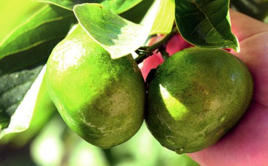 皇帝柑的功效與作用上火不 皇帝柑和沃柑的區別呢