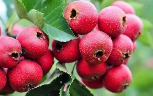鮮山楂一次吃幾粒好 新鮮山楂怎么吃最好